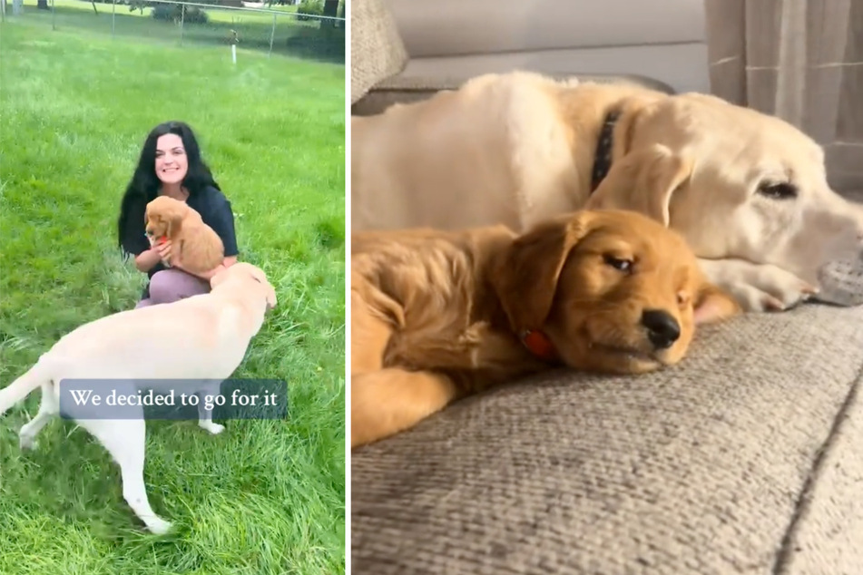 When McCoy met his family's new puppy, he snapped out of his deep depression.