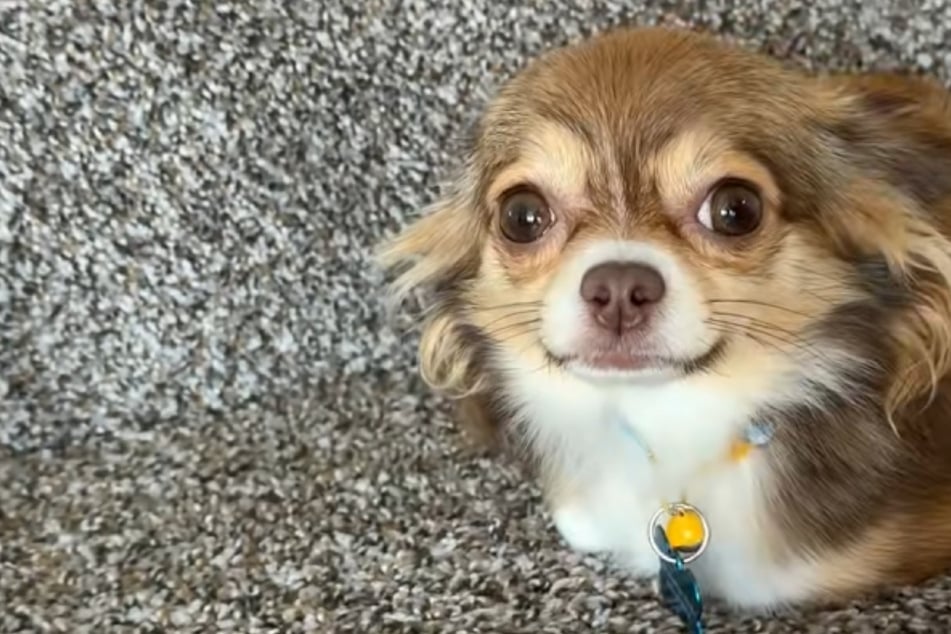 Dog surprises new owner with these shocking – yet delightful – quirks!