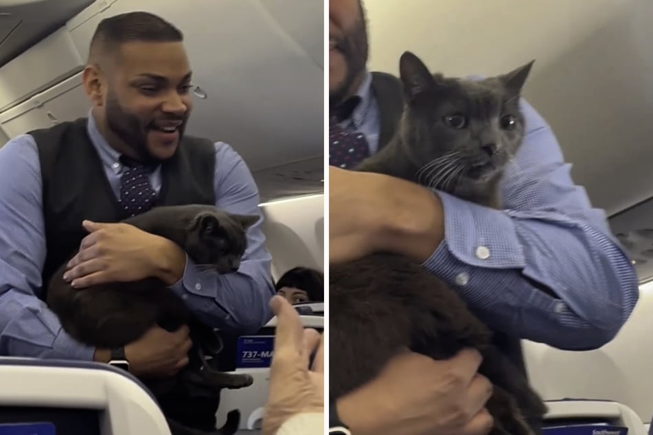 Cat gets loose on Thanksgiving plane ride: "The cat distribution system does flights now?"