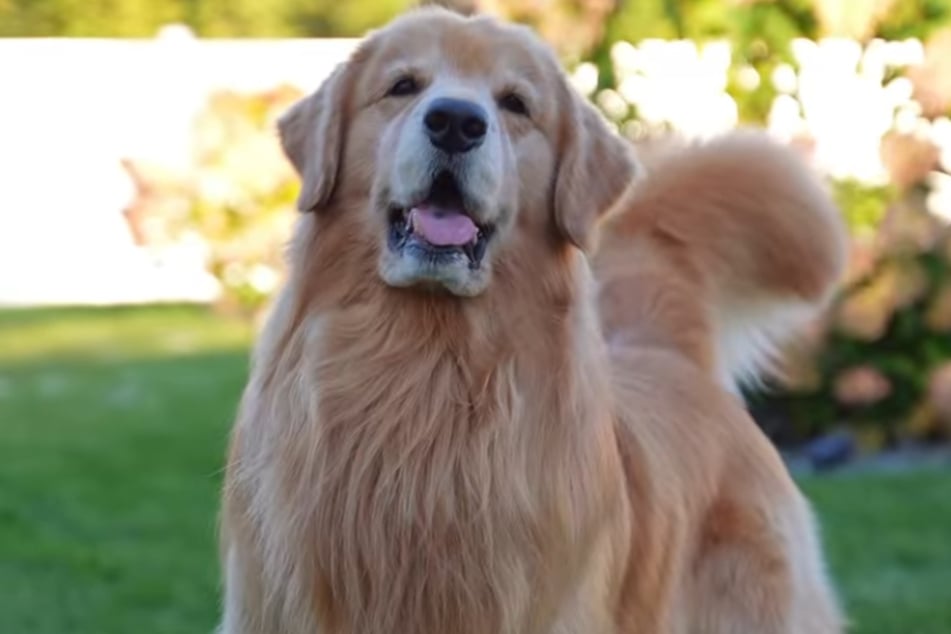 Tucker the dog is going through a tough time right now.