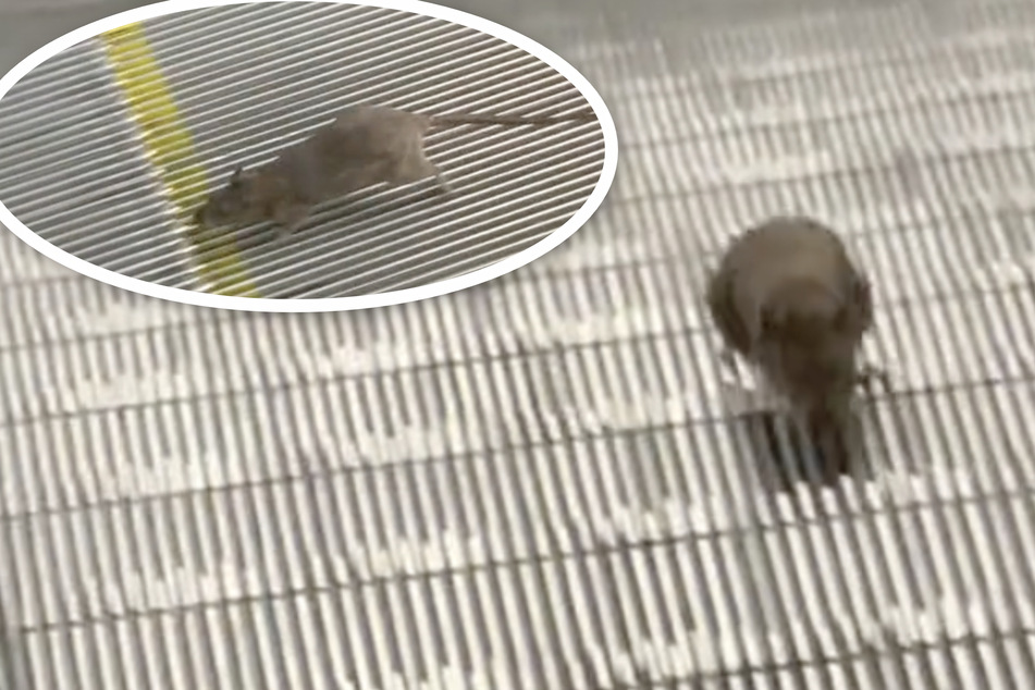 Rat's futile subway escalator climb has TikTok users cackling