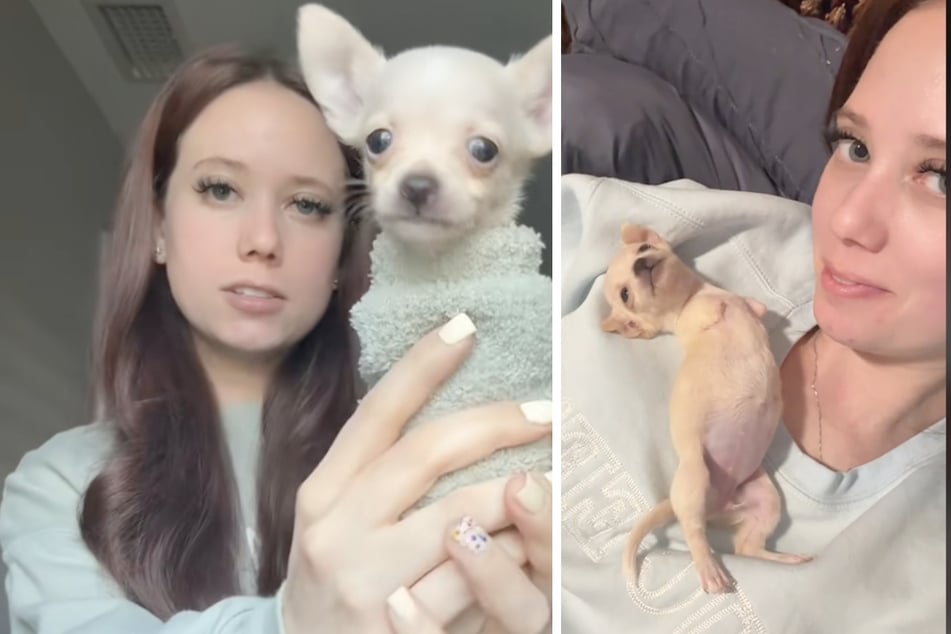 Foster mother Hannah Sand is currently looking after a Chihuahua puppy who was born without front legs.