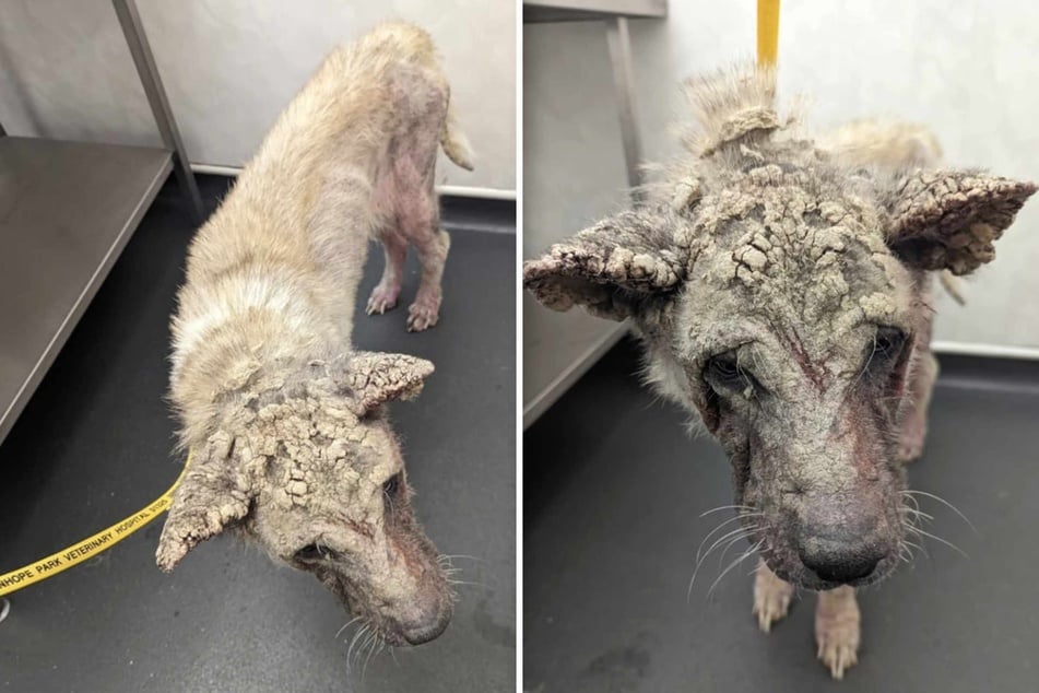 Lola the dog was in a really catastrophic condition when she was rescued.