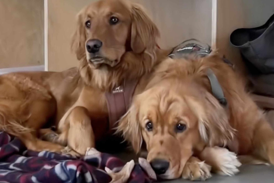 These rock climbing dog parents have the sweetest cheering section!