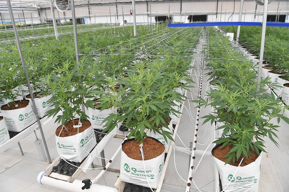 Marijuana: This symbol of relaxation isn't so chill for the planet