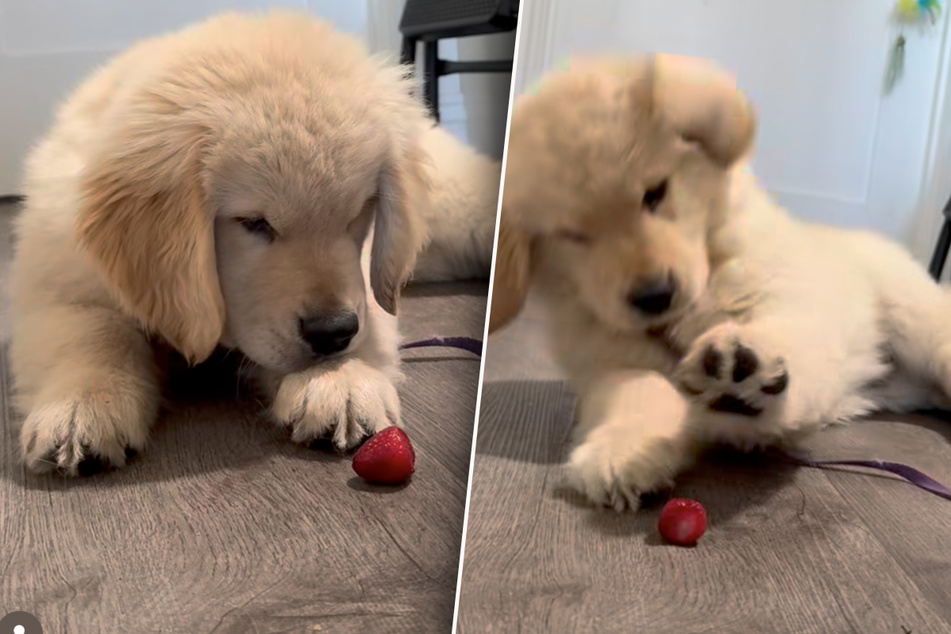 Golden Retriever puppy is delighted by a strawberry – but he has to fight for it!