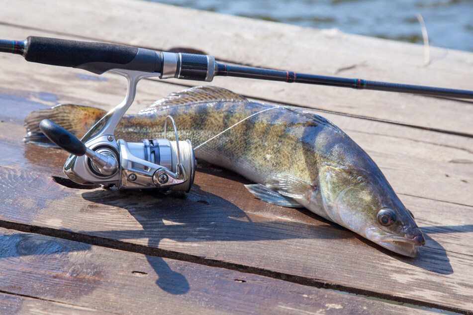 While fishing, a man (24) almost choked on a fish (icon).