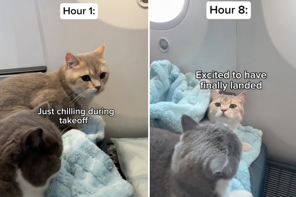 After extensive preparations, cats Louie and Todd were completely calm on the flight.