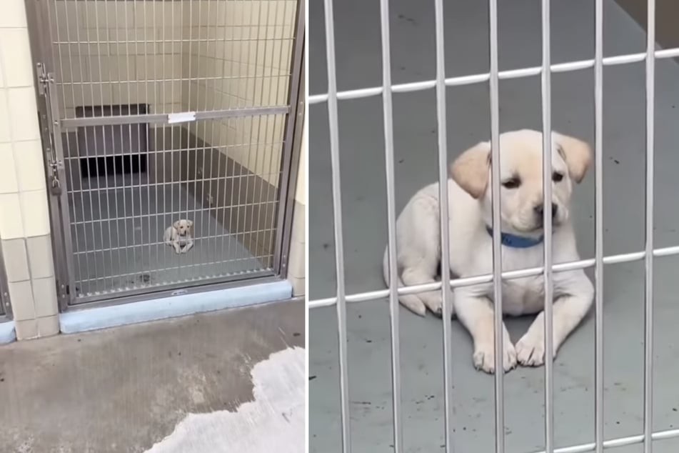 Tiny puppy sits scared and alone in animal shelter cage – then the internet steps in