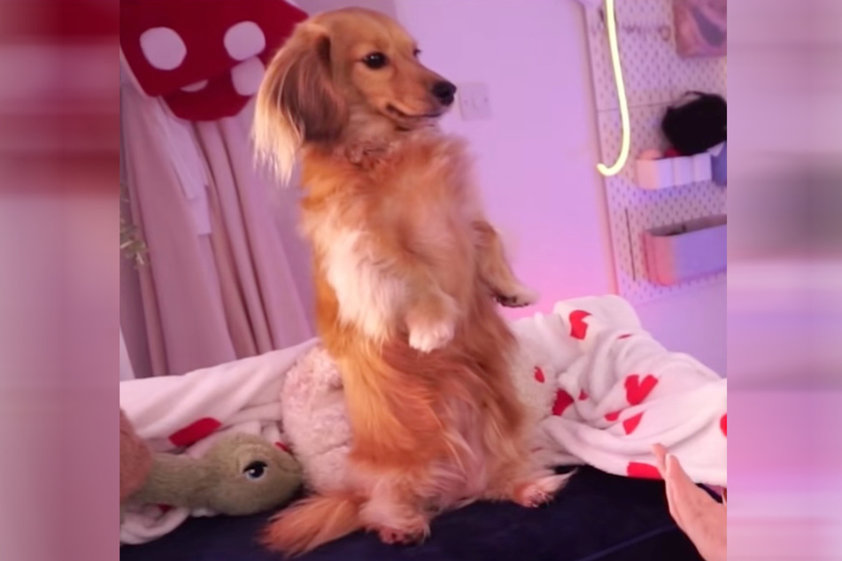 Majestic: Pea the dachshund has gone totally viral!