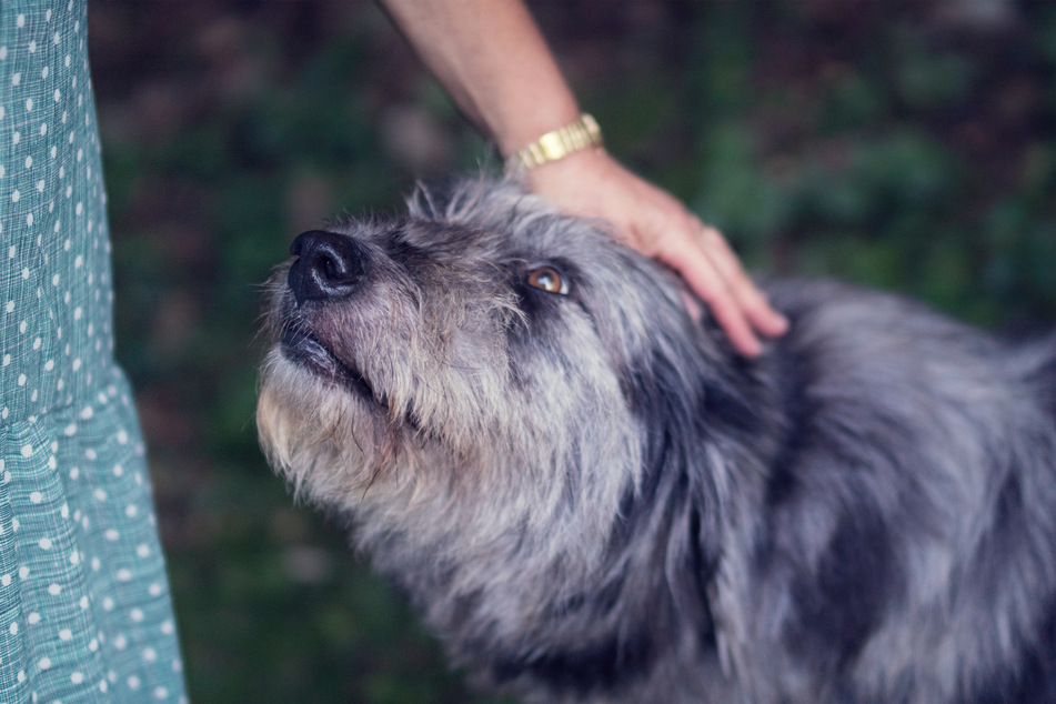 Dogs don't like to be pet on the head.