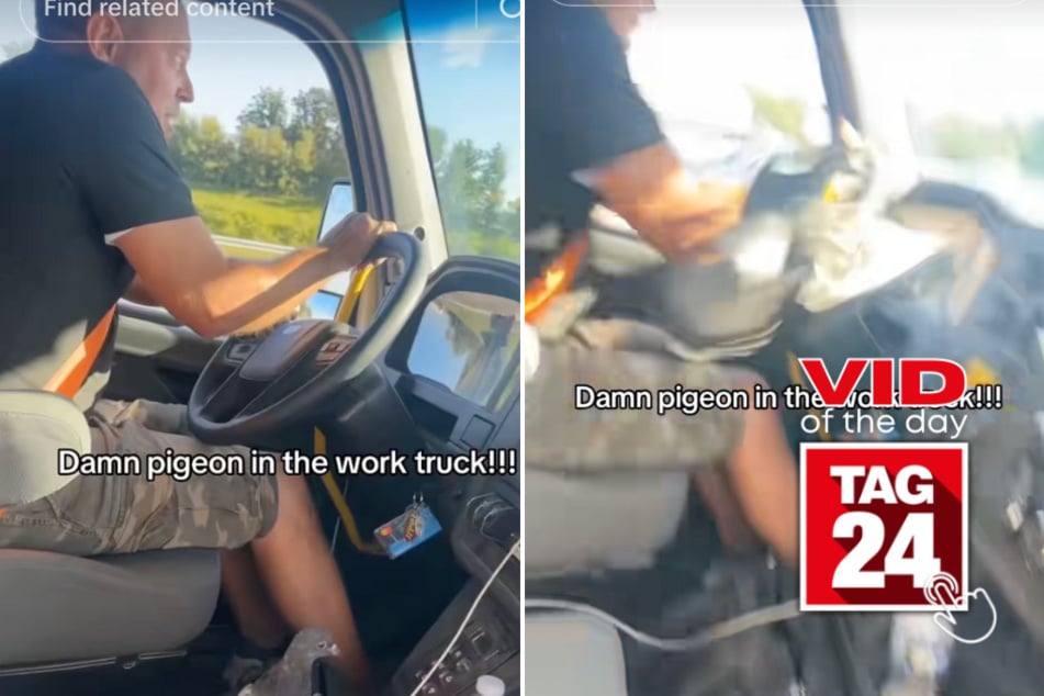 Viral Video of the Day for March 29, 2025: Truckers freak out after pigeon flies in through their window!