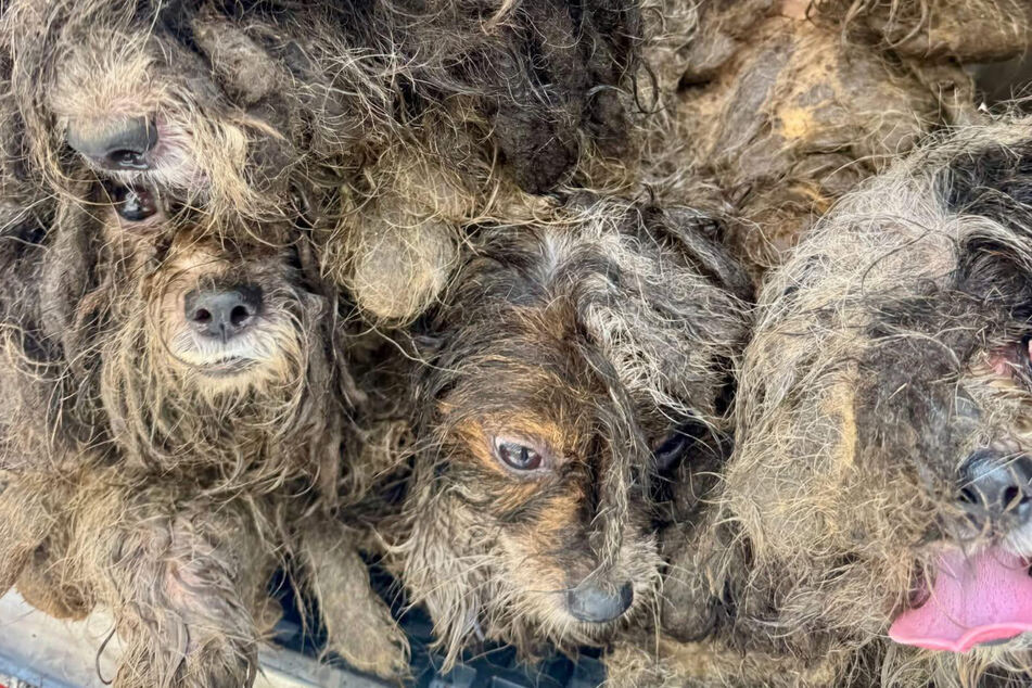 Dogs are fused together with terrible matting – the rescue pups are now unrecognizable!