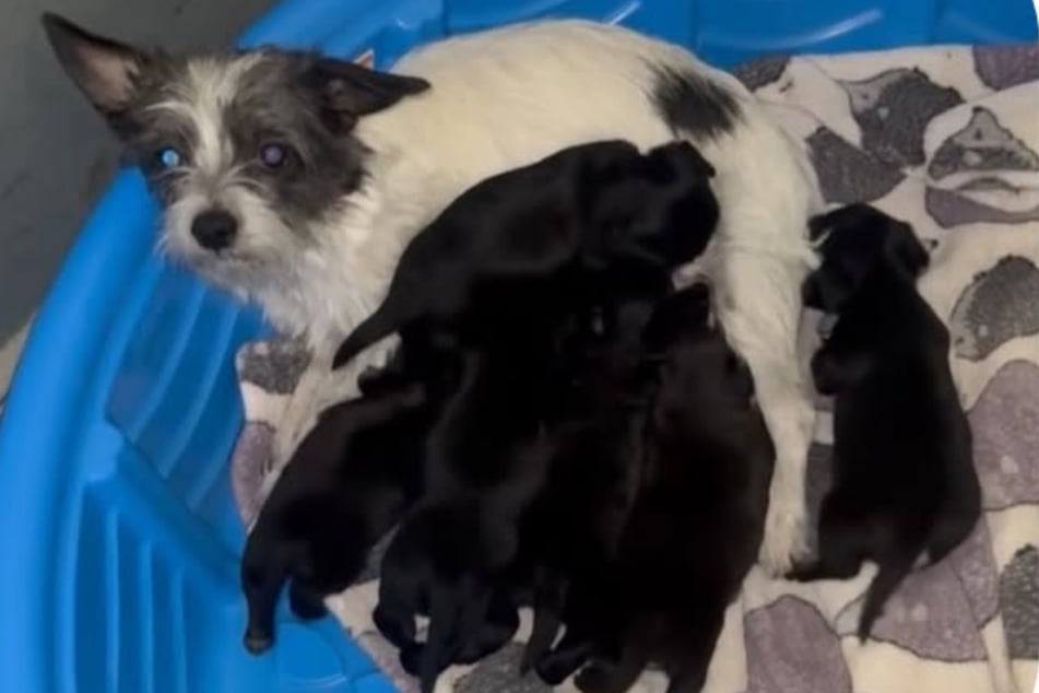 The dog mother was very busy taking care of all of her babies!