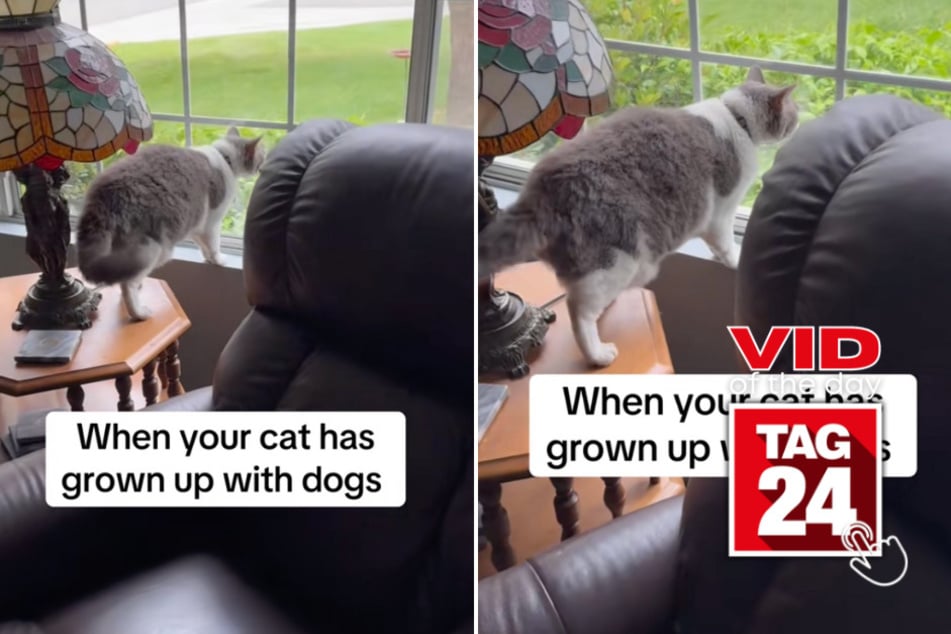 Viral Video of the Day for April 17, 2025: Cat barks like dog in hilarious window moment