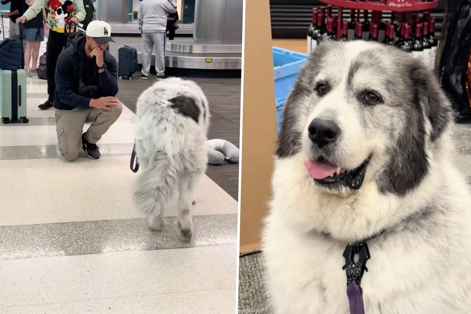 Laura wanted to film her dog greeting his dad at the airport. After three months apart, she expected a celebration of joy. Here's what happened instead!