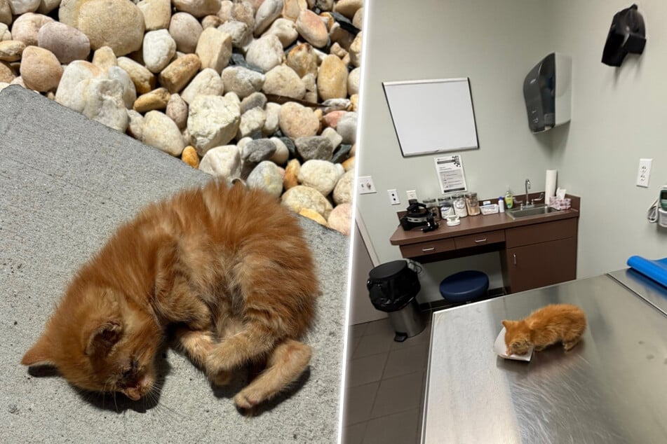 The sick kitten was taken directly to the vet by Tarynn Byrum.