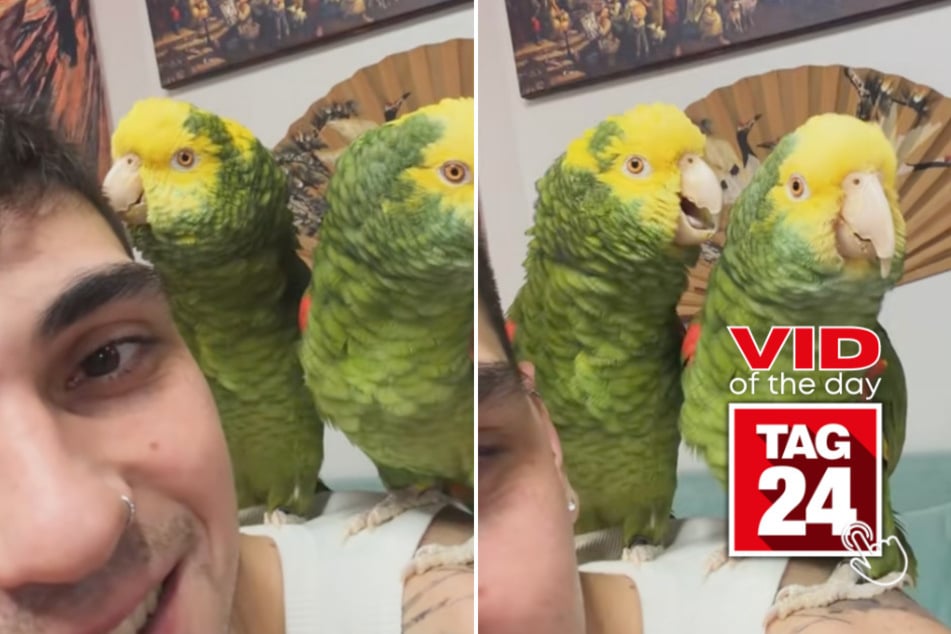 Viral Video of the Day for May 7, 2026: Parrots duet Eminem and Rihanna's hit song
