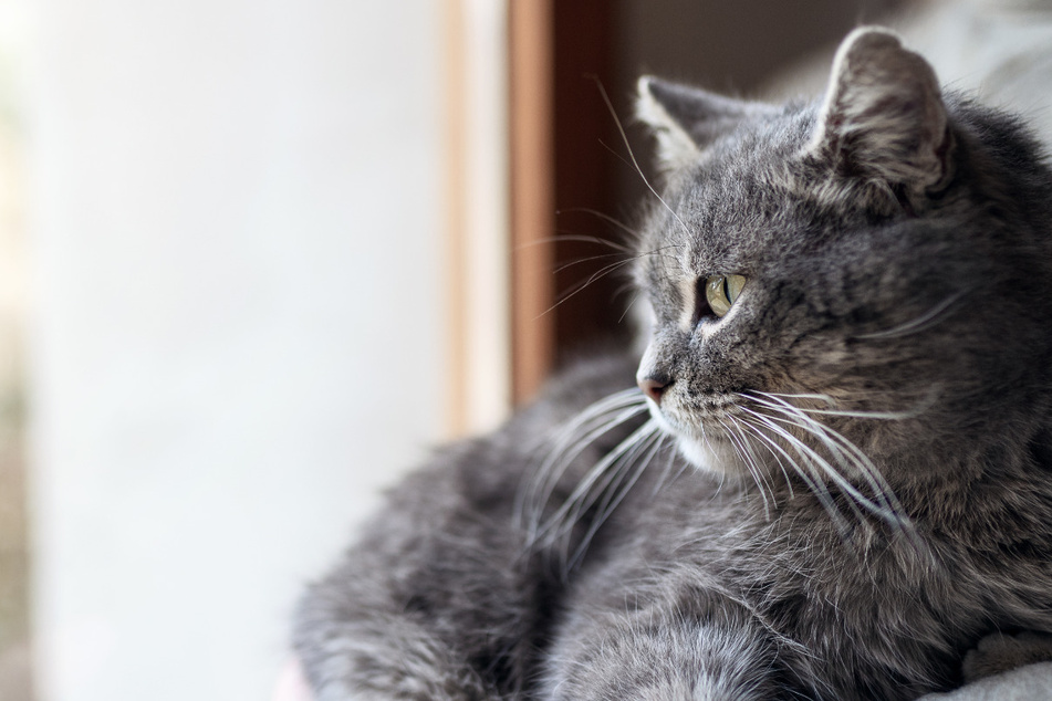 Man adopts a cat with the same disability as him