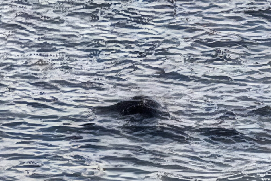 The Loch Ness monster, nicknamed "Nessie" by fans, is probably one of Scotland's biggest mysteries.