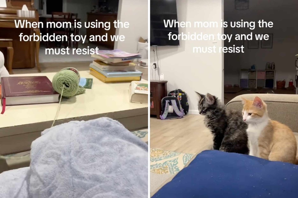 Cats' hysterical reaction to "forbidden toy" goes TikTok viral!