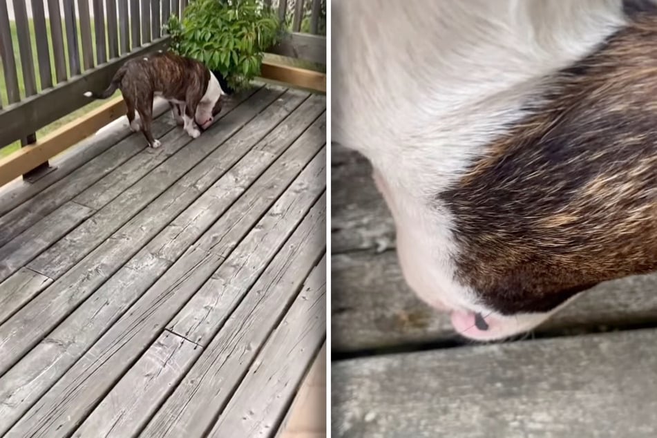 Tucker confused his owner for several days because he kept staring at the floor from the same spot on the balcony.