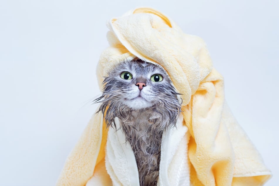 Now the worst is over as many cats actually enjoy being rubbed dry with a soft cloth.