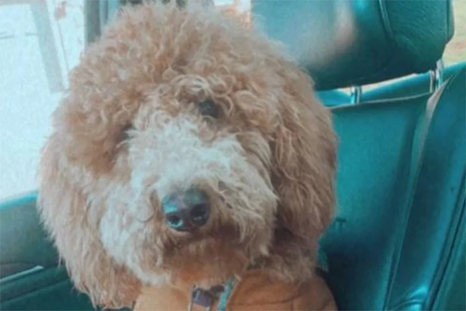 Roxy didn't look too bad before her disastrous mullet haircut.
