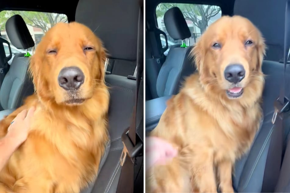 Golden retriever has hilarious tactic to avoid his human's orders