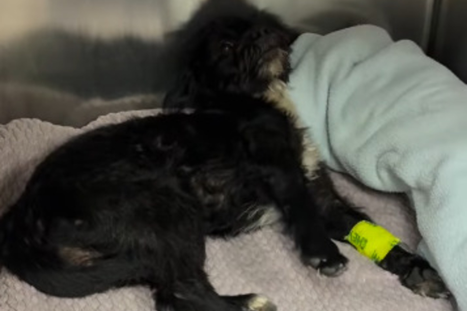 Suzette Hall immediately took the injured dog to the vet.