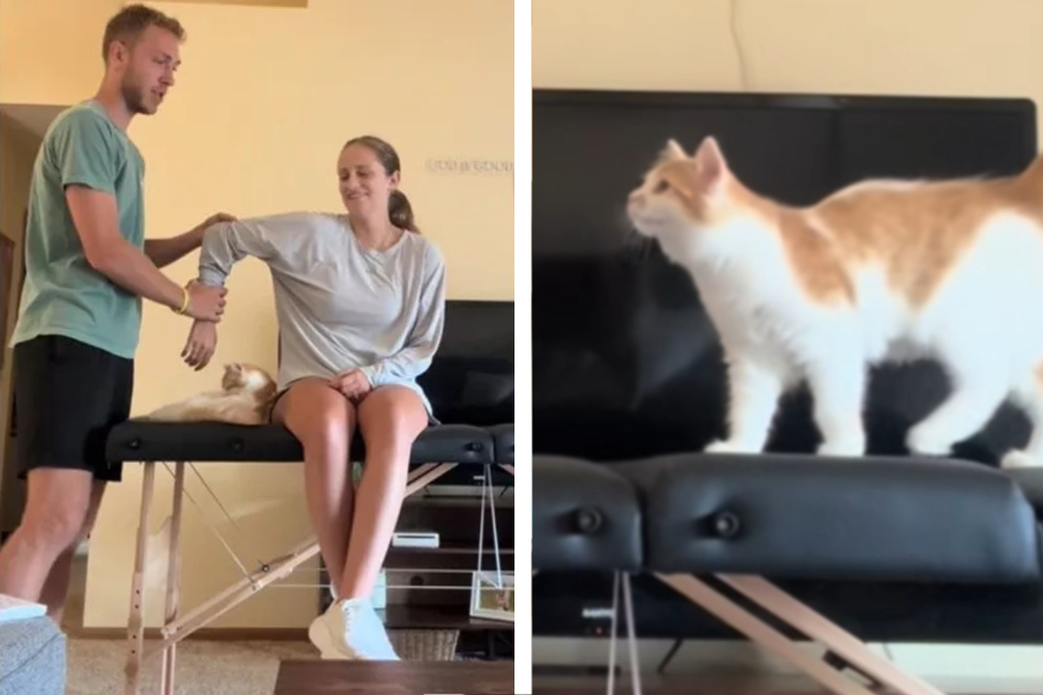 Cat completely hijacks owner's video presentation for physical therapy school: "It's her time to shine"