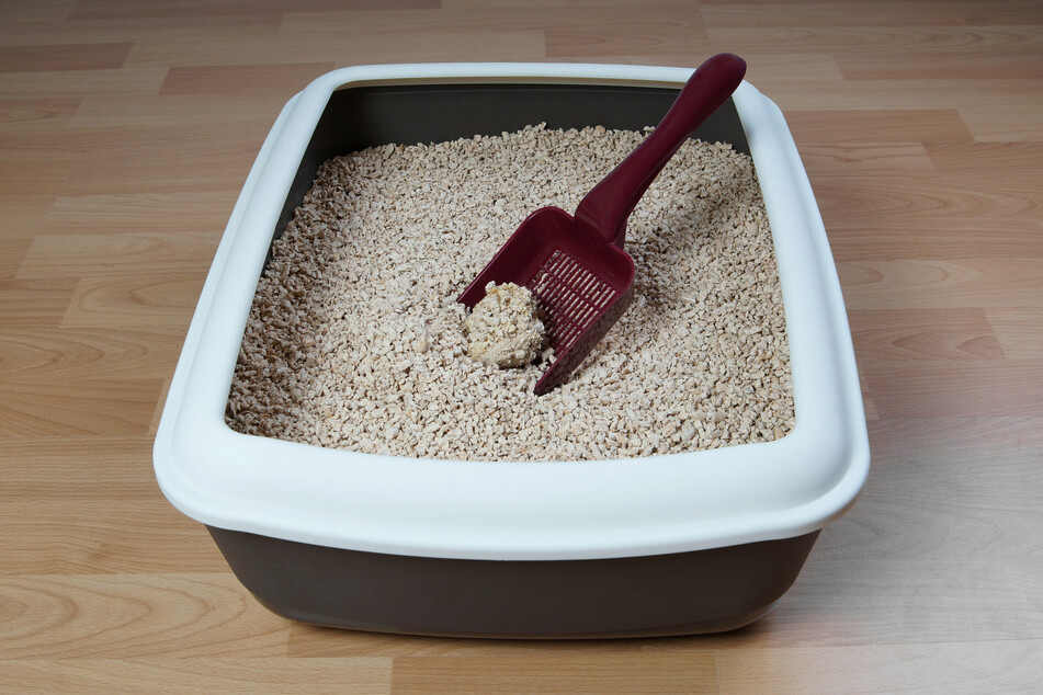 Cat-egorically false: Senator repeats crazy rumor that schools offer litter boxes for "furries"