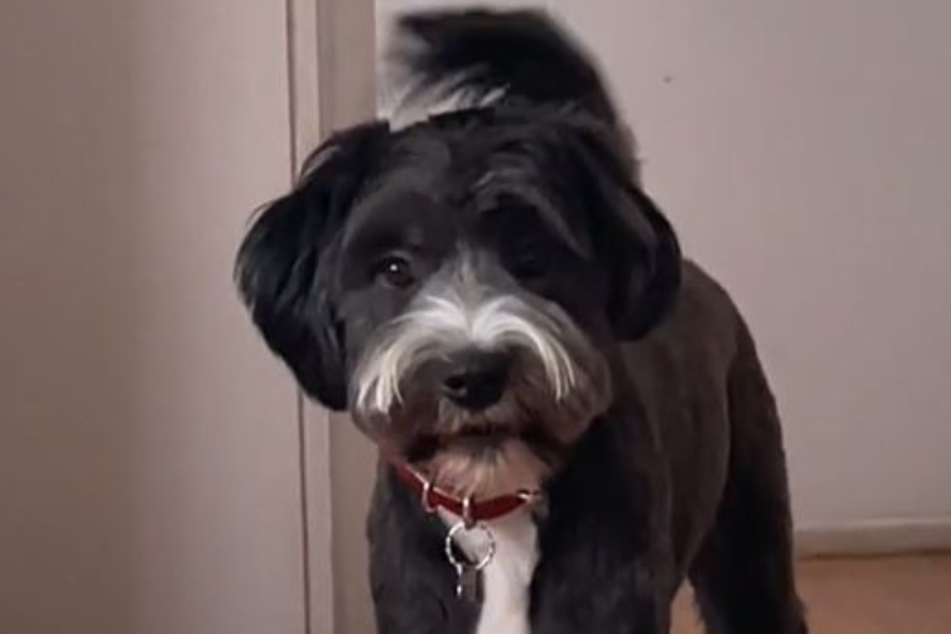 Then suddenly the dog snaps the stolen teeth up into his mouth, hiding them from his shocked owner's view!