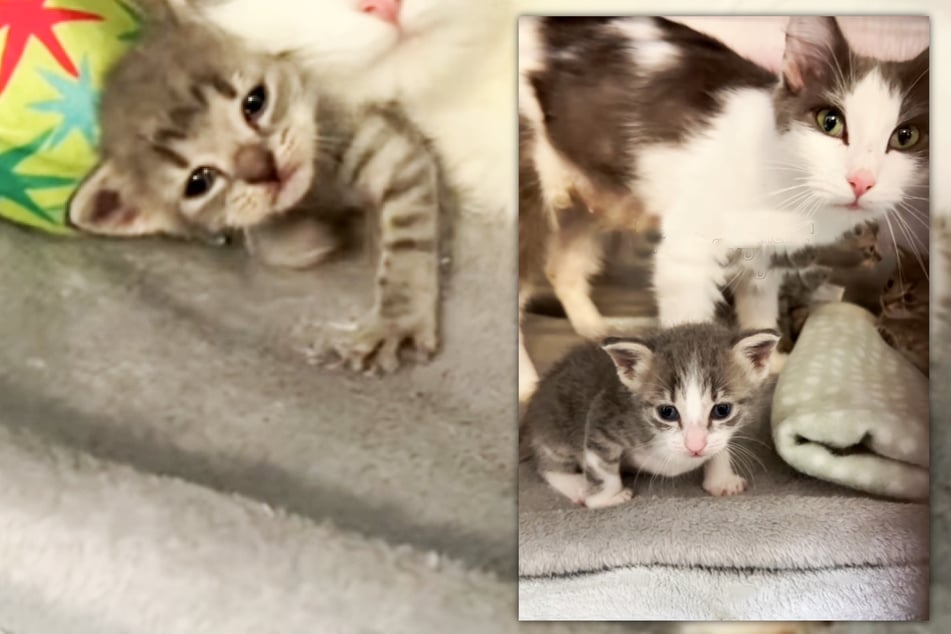 Stray cat mom "adopts" orphaned kittens in heartwarming shelter story