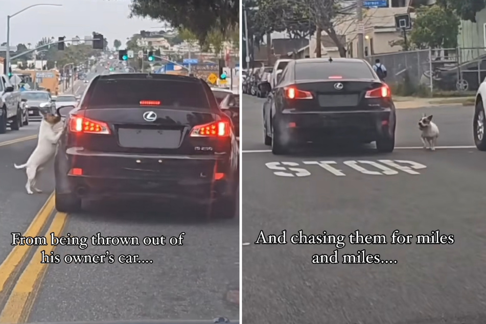 The video of the dog chasing after his owners has devastated users online.