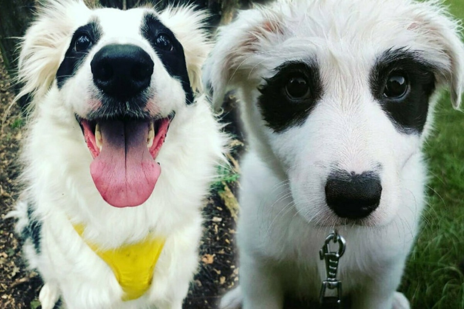 Panda pup thrills Twitter users and earns top ratings