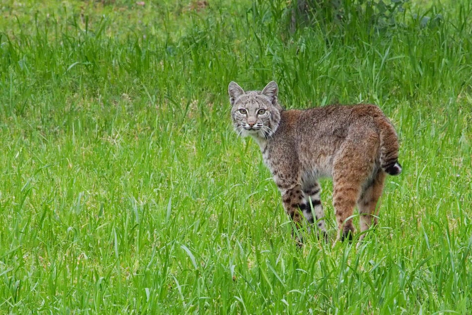 The rabid bobcat was believed to be responsible for multiple attacks around the Prescott area (stock image).