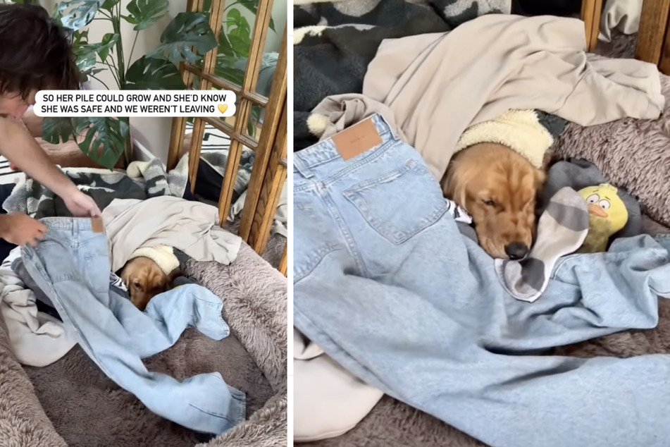 The cute behavior always occurred when the dog owners returned from a long trip.
