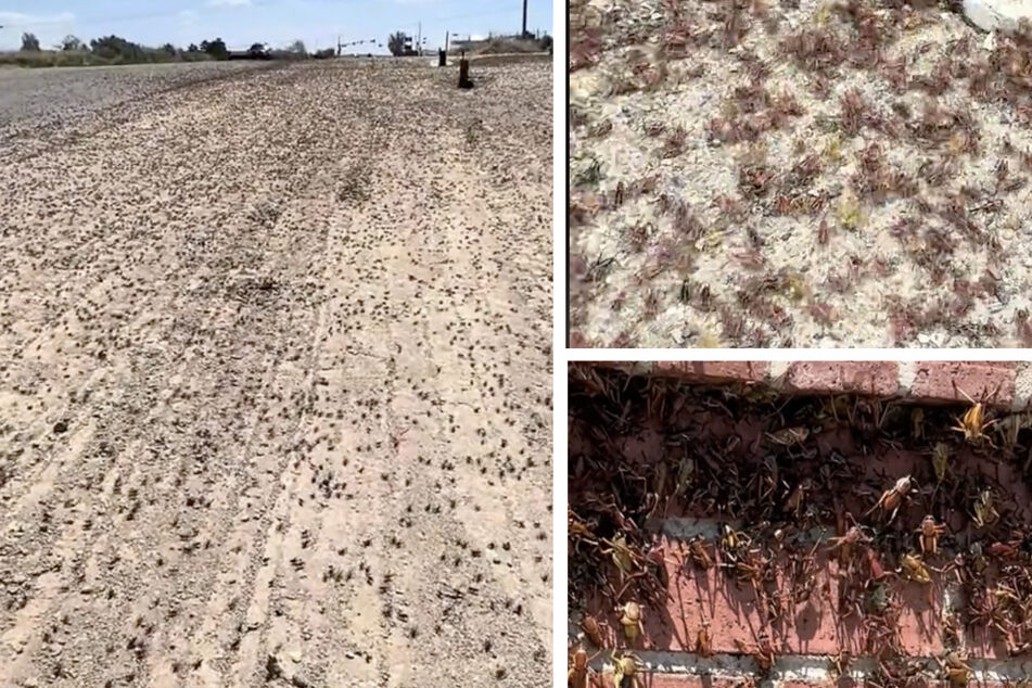 Cricket invasion: Insects colonize an entire city!
