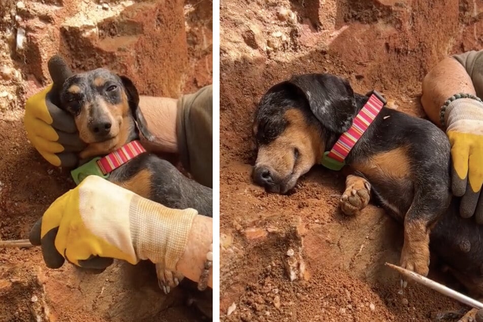 Jellybean the dog was fast asleep – in the exact spot where her owner wanted to dig for treasures!