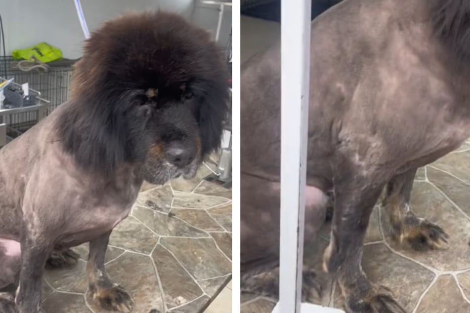 This Tibetan Mastiff needed a major makeover due to its severely matted coat.