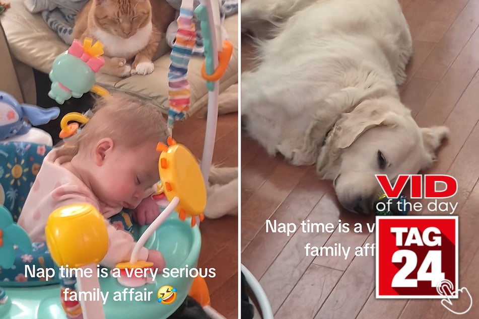 Naptime got the best of this baby girl, her cat, and her dog in this adorable clip.