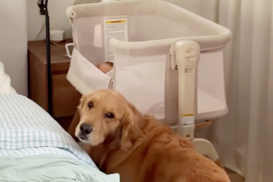 When their mom steps out briefly, Chip the dog immediately gives a judgemental look while keeping an eye on the baby.