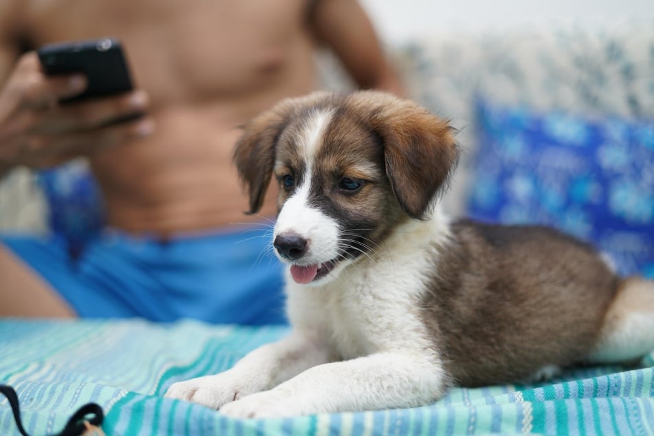 Dogs don't just get jealous when their owner spends time with other people. They also get jealous of your phone.