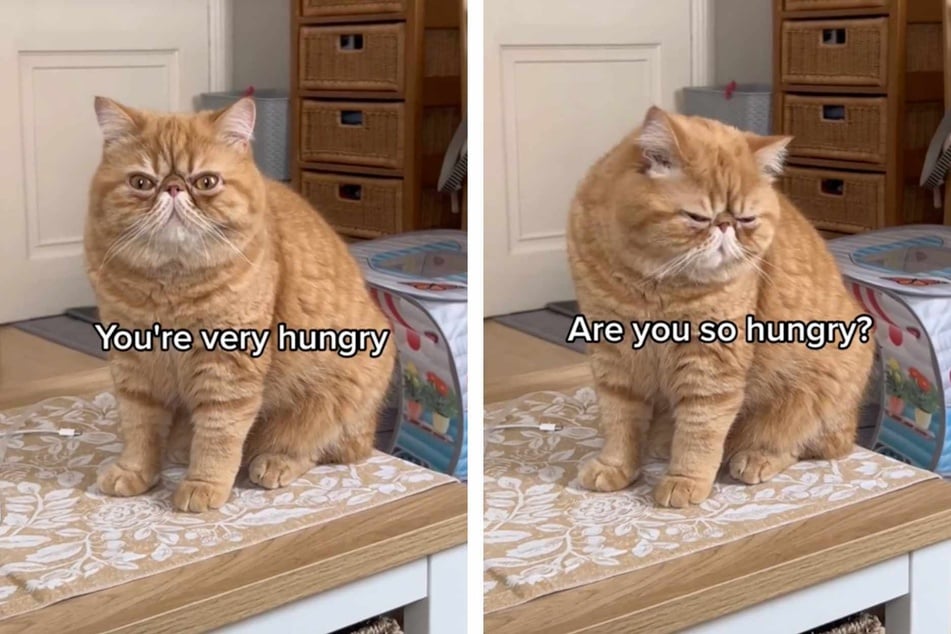 When Leo the cat gets hungry, life becomes a total soap opera.