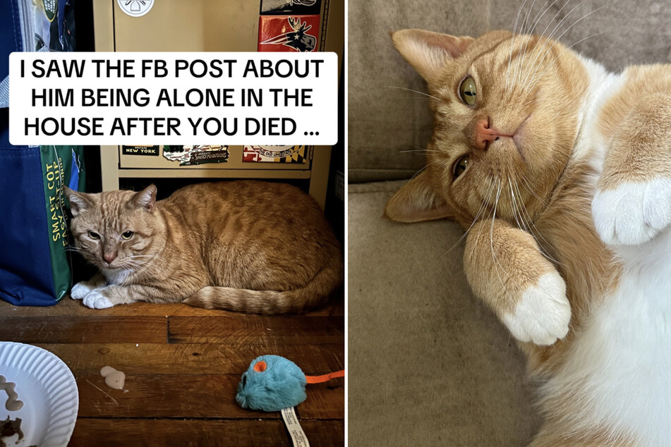 Kurt the cat stayed in his owner's house after his death until he was finally adopted.