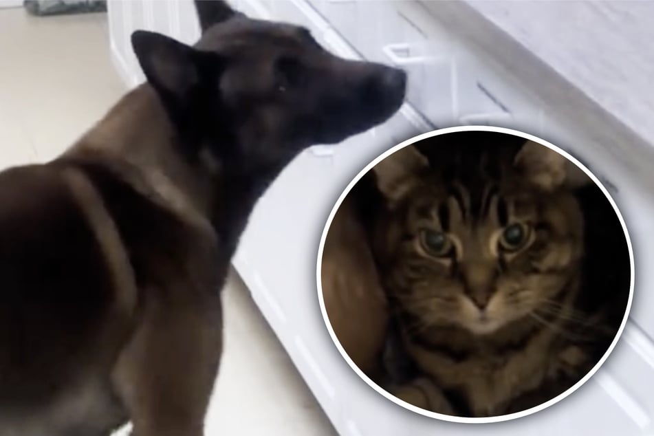 Cat disappears at vet clinic – and a sniffer dog takes over the case!
