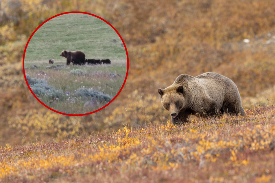 Grizzly bear mama spotted with a shocking number of cubs!