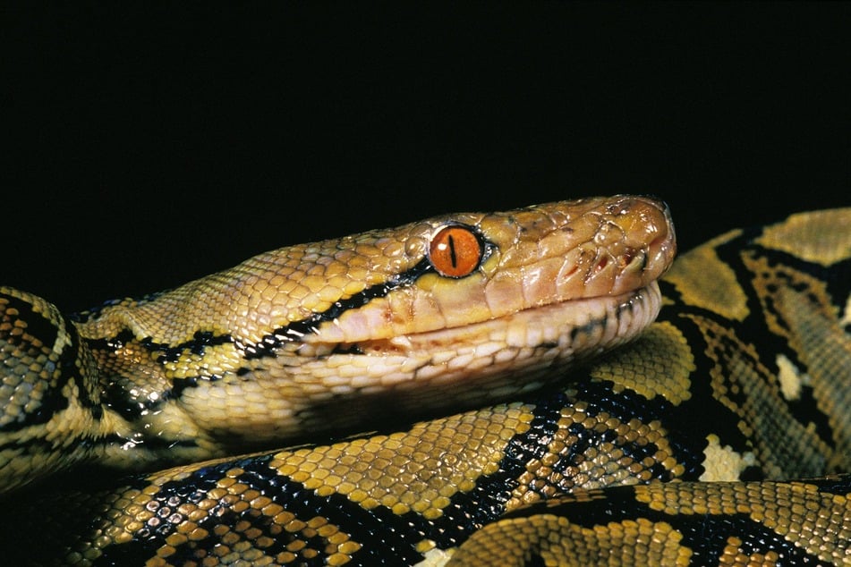 A 16-foot python was found to have swallowed a woman whole in Indonesia's Kalempang village.
