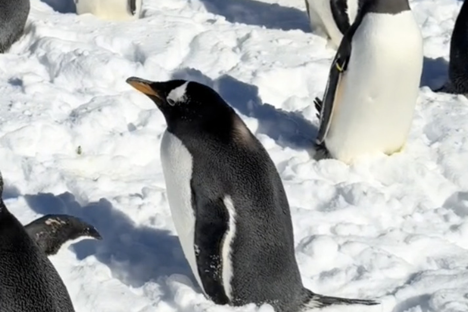 Thursday was only the third outdoor snow day for the penguins.